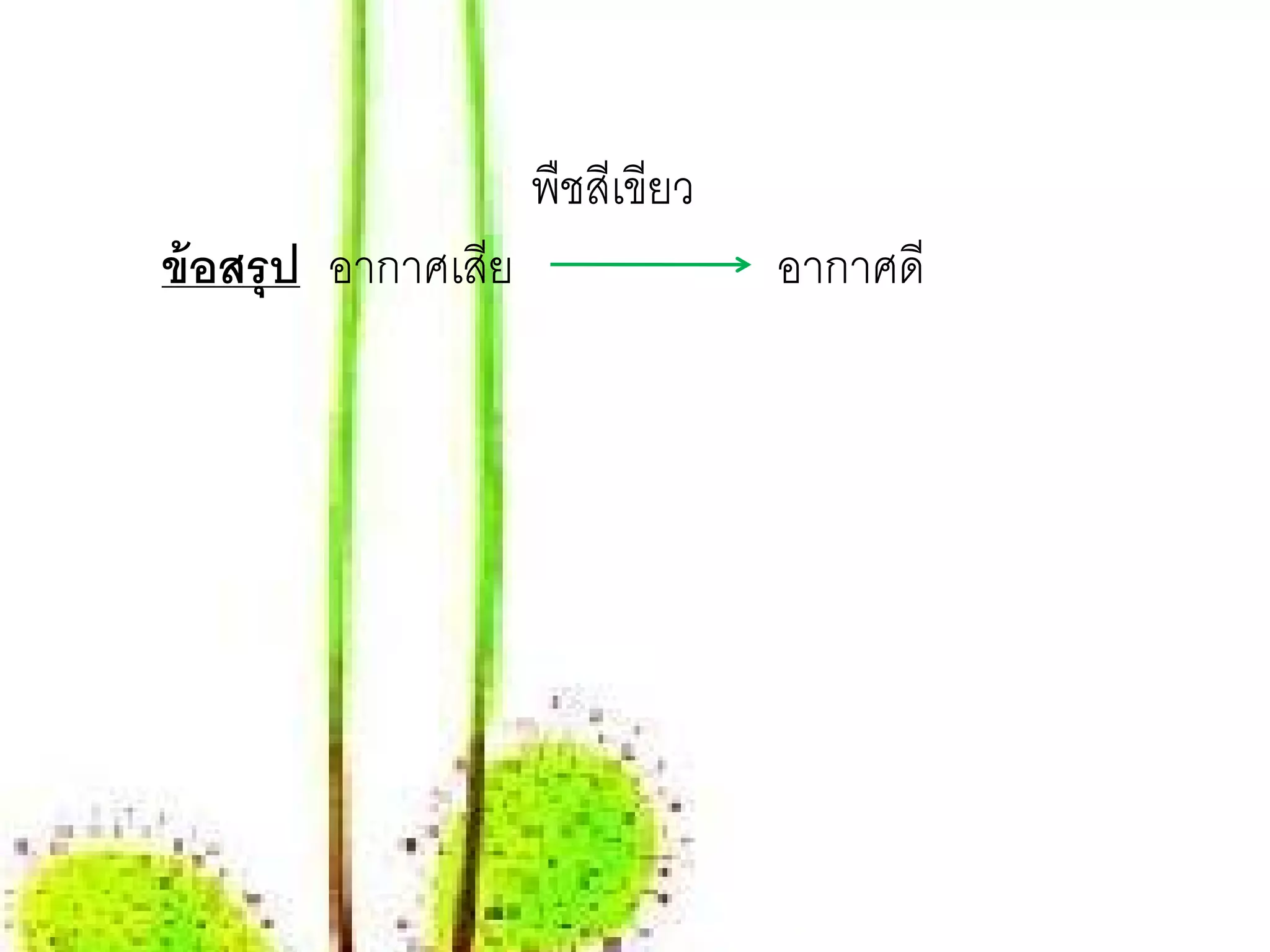 พืชสเี ขียว
ข้อสรุป อากาศเสย
               ี                 อากาศดี
 