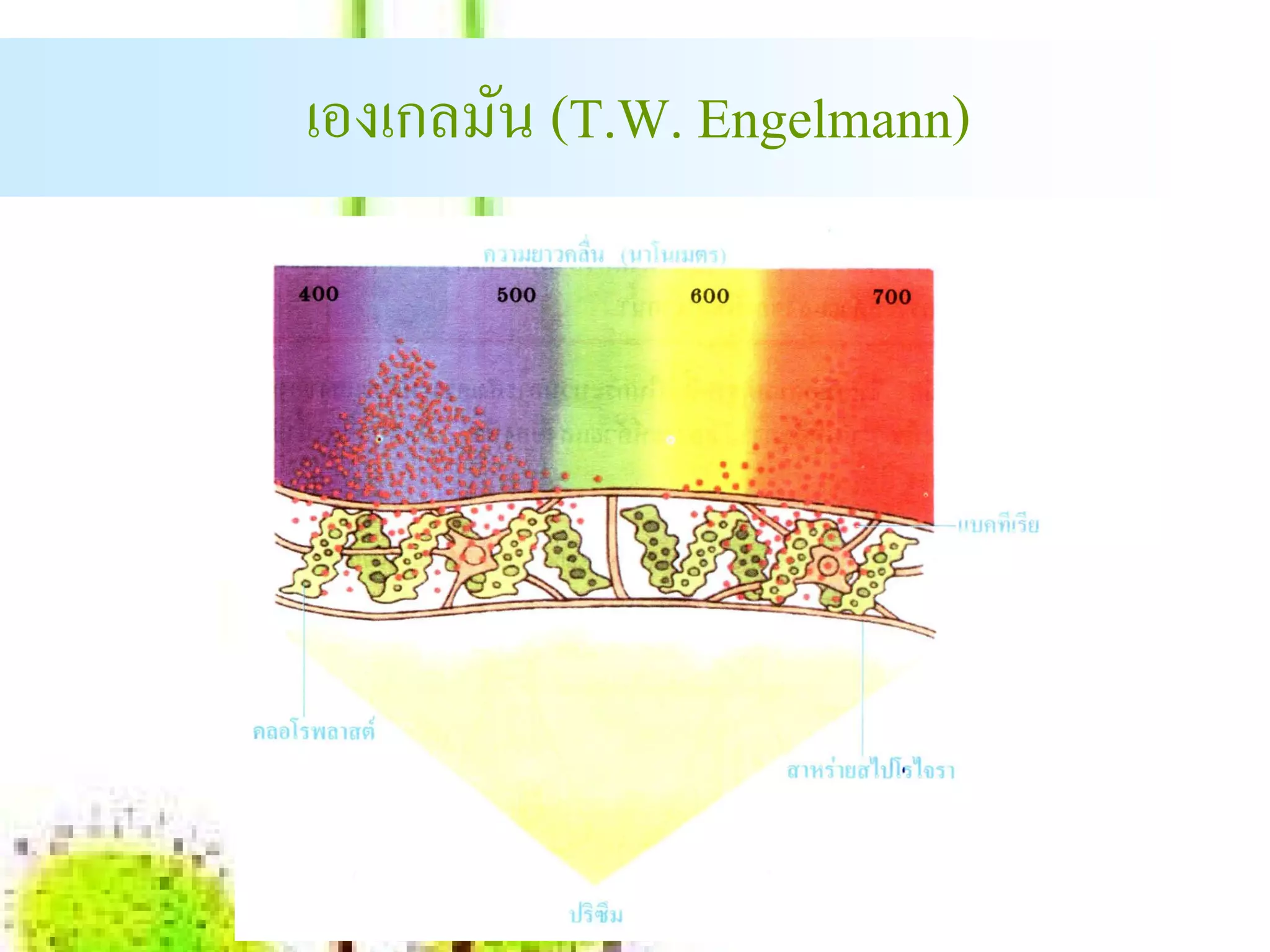 เองเกลมน (T.W. Engelmann)
       ั
 