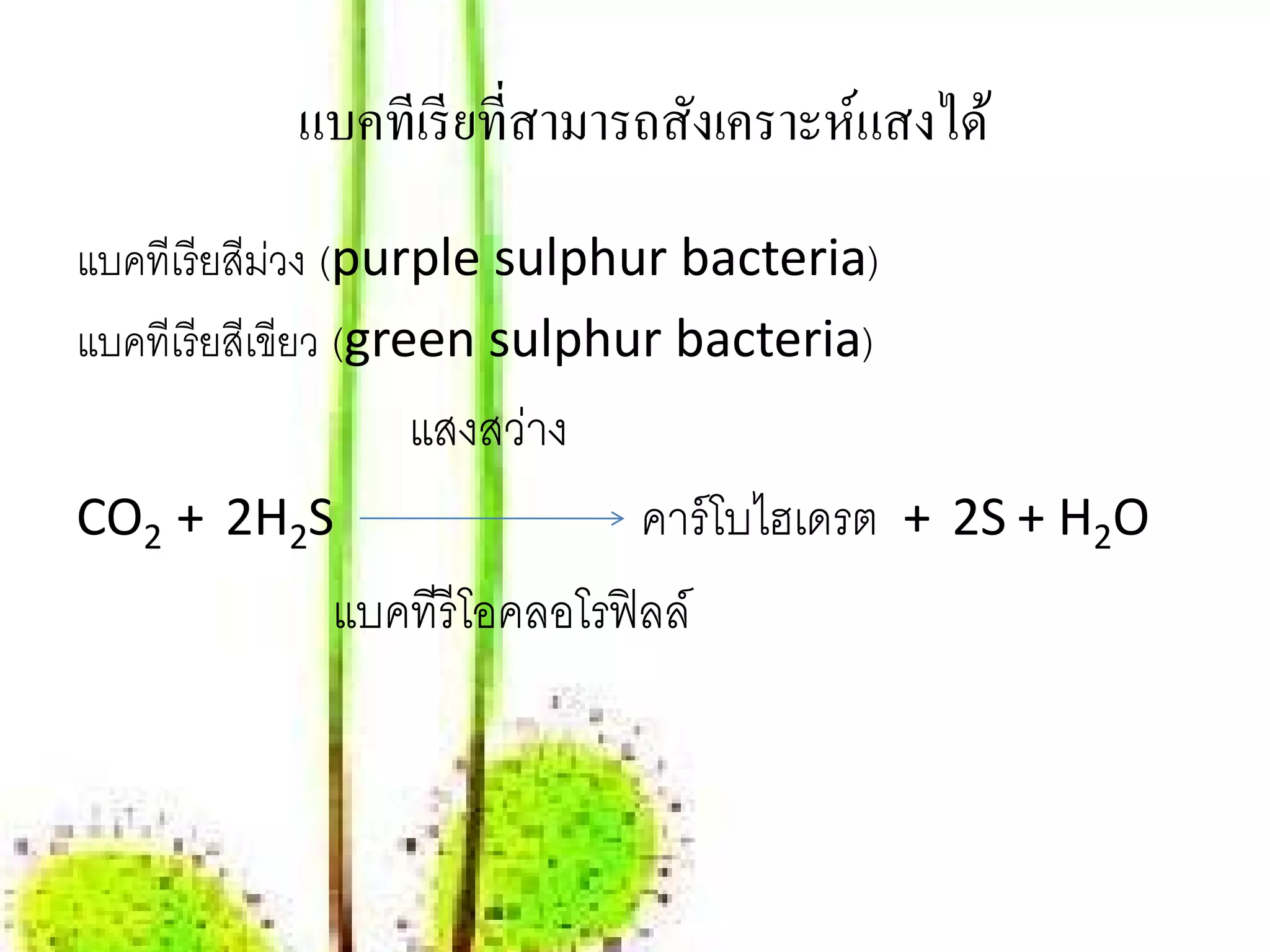 แบคทีเรี ยที่สามารถสังเคราะห์แสงได้
แบคทีเรี ยสีมวง (purple sulphur bacteria)
              ่
แบคทีเรี ยสีเขียว (green sulphur bacteria)
                 แสงสว่าง
CO2 + 2H2S                   คาร์ โบไฮเดรต + 2S + H2O
             แบคทีรีโอคลอโรฟิลล์
 