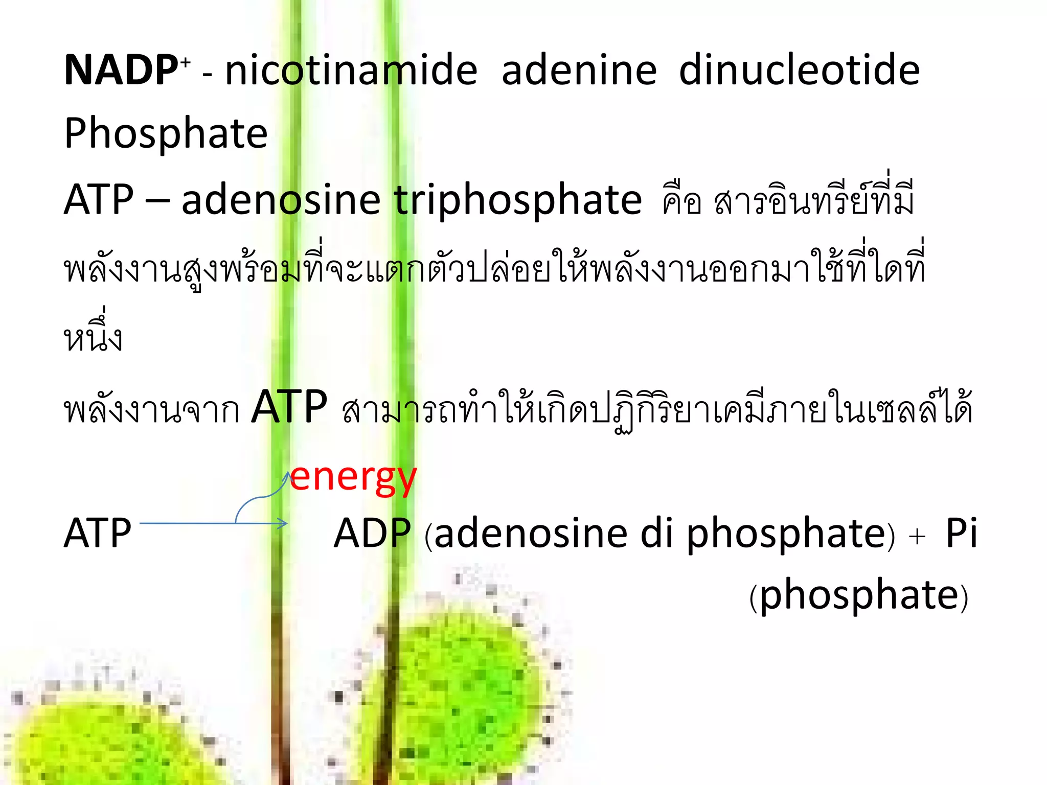 NADP+ - nicotinamide adenine dinucleotide
Phosphate
ATP – adenosine triphosphate คือ สารอินทรี ย์ที่มี
พลังงานสูงพร้ อมที่จะแตกตัวปล่อยให้ พลังงานออกมาใช้ ที่ใดที่
หน่ง
   ึ
พลังงานจาก ATP สามารถทําให้ เกิดปฏิกิริยาเคมีภายในเซลล์ได้
              energy
ATP             ADP (adenosine di phosphate) + Pi
                                     (phosphate)
 