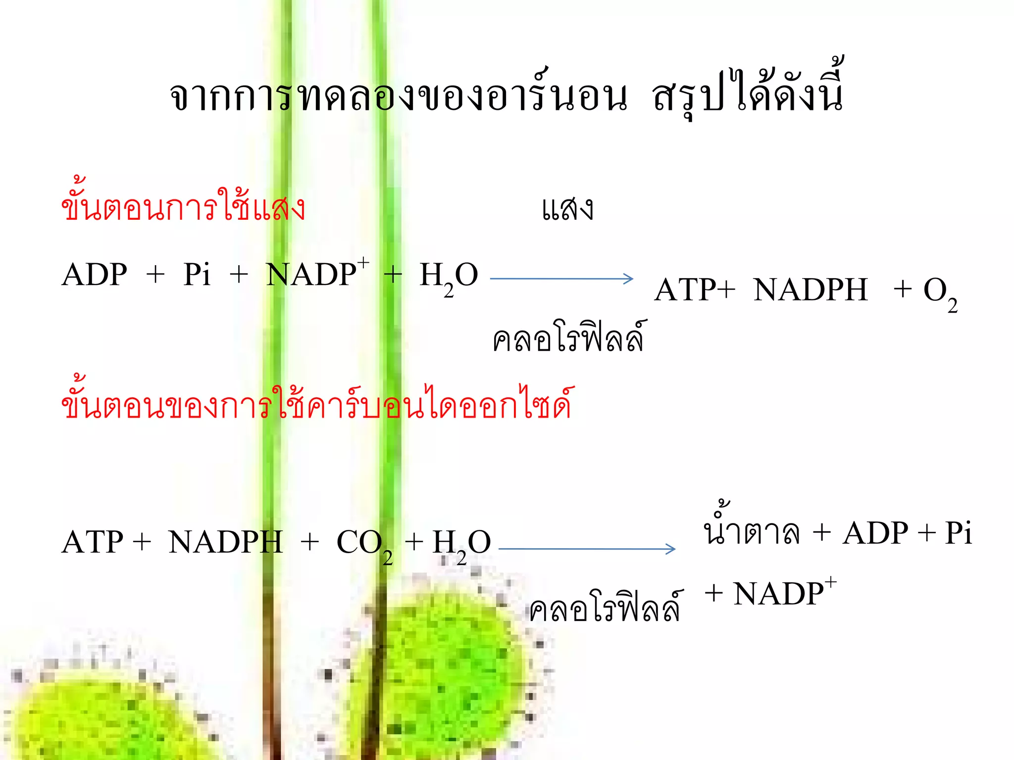 จากการทดลองของอาร์นอน สรุปไดดงน้ ี
                                  ้ ั
ขนตอนการใช้แสง
 ั้                            แสง
ADP + Pi + NADP+ + H2O                   ATP+ NADPH + O2
                            คลอโรฟิลล์
ขันตอนของการใช้ คาร์ บอนไดออกไซด์
  ้

ATP + NADPH + CO2 + H2O                  นํ ้าตาล + ADP + Pi
                              คลอโรฟิลล์ + NADP+
 