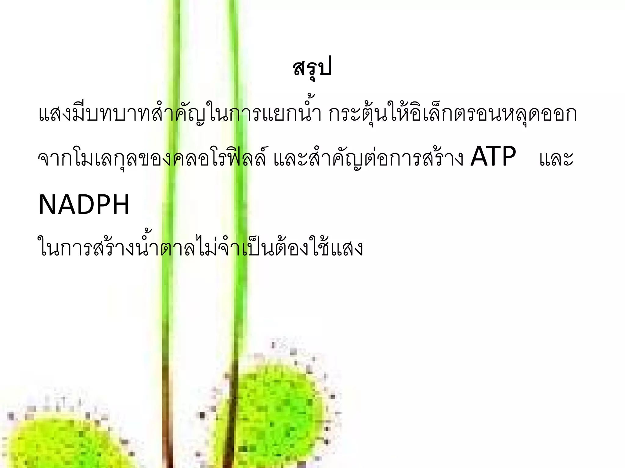 สรุป
แสงมีบทบาทสําคัญในการแยกนํ ้า กระตุ้นให้ อิเล็กตรอนหลุดออก
จากโมเลกุลของคลอโรฟิ ลล์ และสําคัญต่อการสร้ าง ATP และ
NADPH
ในการสร้ างนํ ้าตาลไม่จําเป็ นต้ องใช้ แสง
 