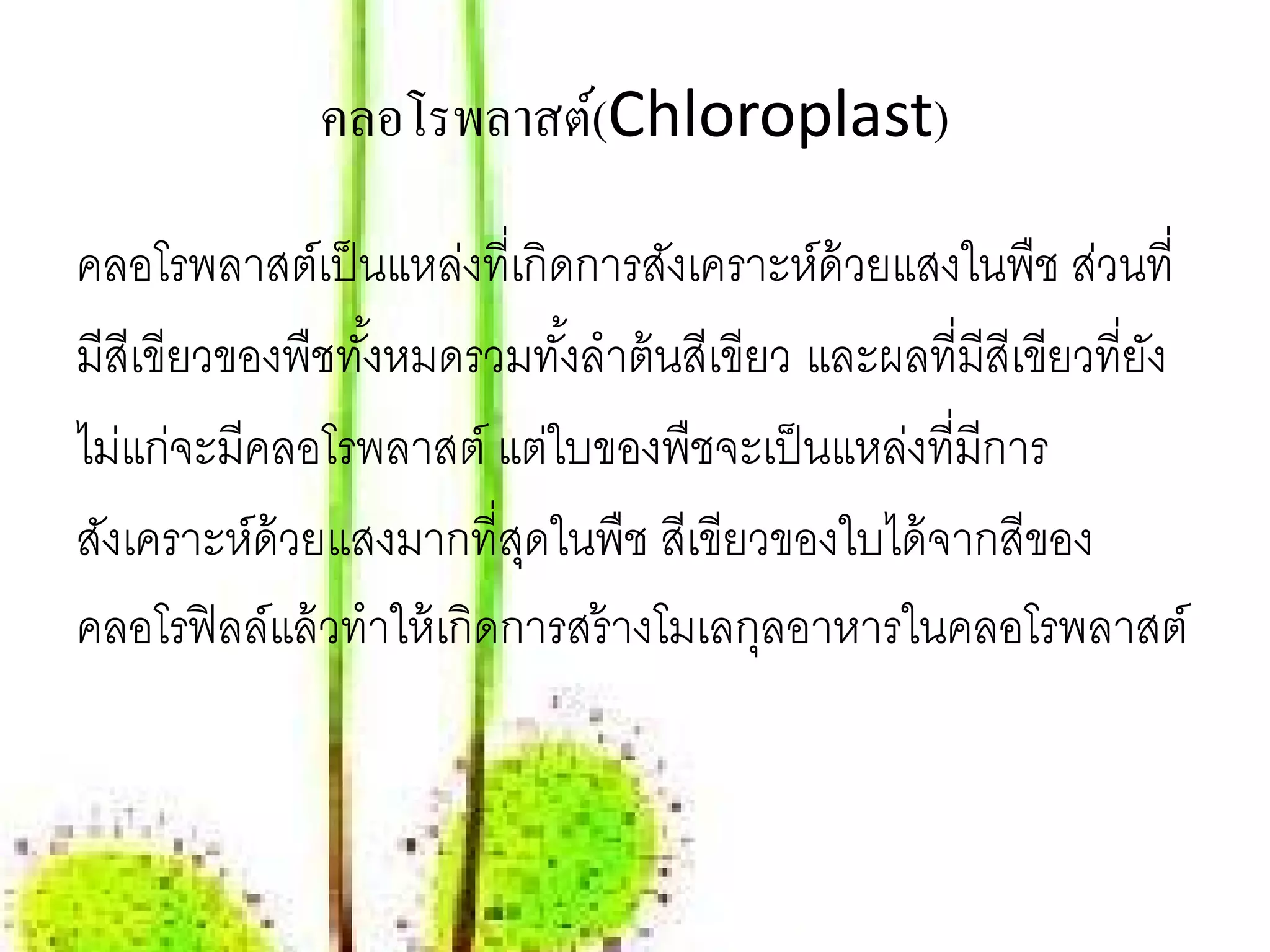 คลอโรพลาสต์(Chloroplast)

คลอโรพลาสต์เป็ นแหล่งที่เกิดการสังเคราะห์ด้วยแสงในพืช ส่วนที่
มีสีเขียวของพืชทังหมดรวมทังลําต้ นสีเขียว และผลที่มีสีเขียวที่ยง
                  ้           ้                                ั
ไม่แก่จะมีคลอโรพลาสต์ แต่ใบของพืชจะเป็ นแหล่งที่มีการ
สังเคราะห์ด้วยแสงมากที่สดในพืช สีเขียวของใบได้ จากสีของ
                            ุ
คลอโรฟิ ลล์แล้ วทําให้ เกิดการสร้ างโมเลกุลอาหารในคลอโรพลาสต์
 