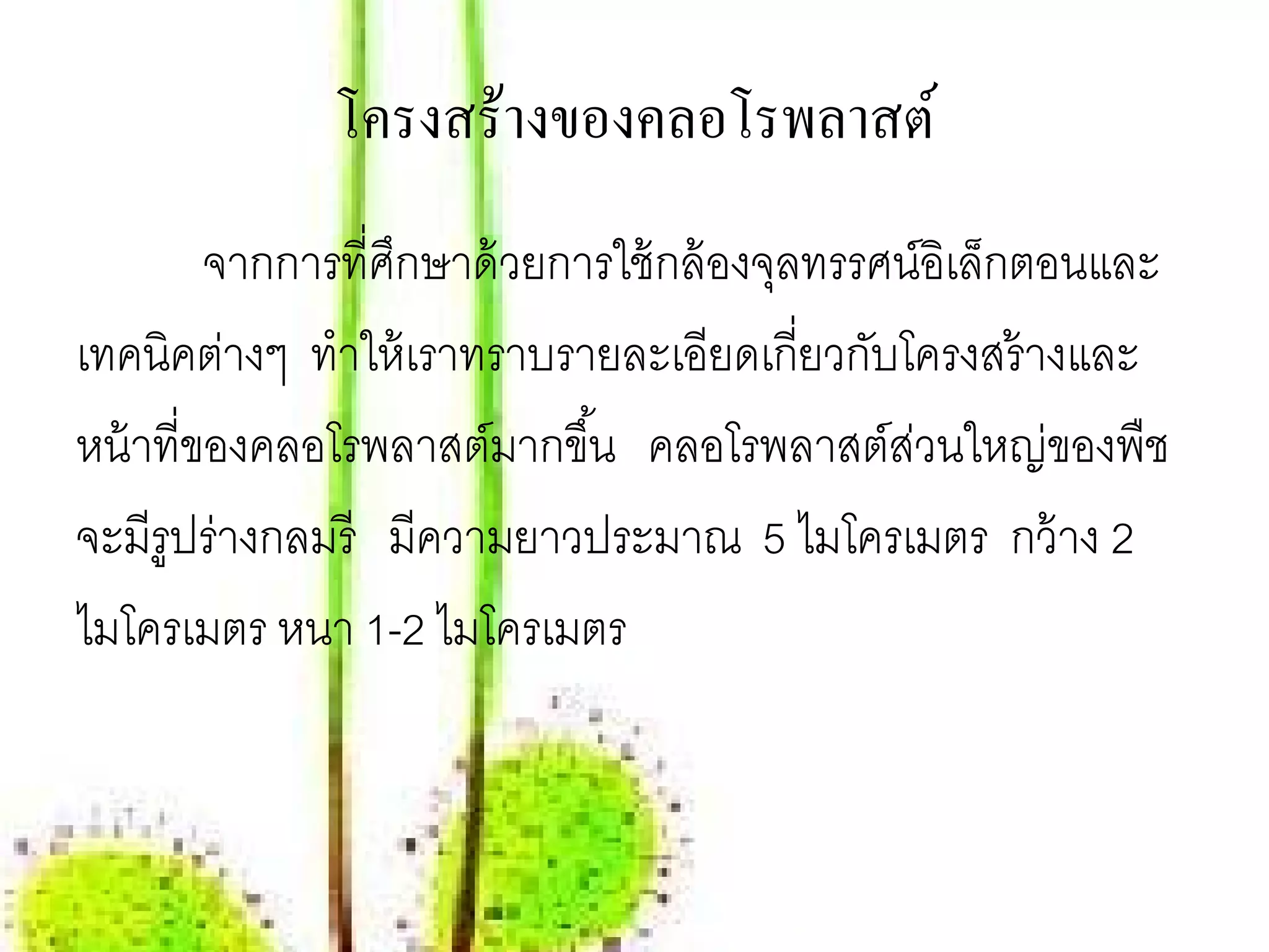 โครงสร้างของคลอโรพลาสต์
         จากการที่ศกษาด้ วยการใช้ กล้ องจลทรรศน์อเิ ล็กตอนและ
                   ึ                     ุ
เทคนิคต่างๆ ทําให้ เราทราบรายละเอียดเกี่ยวกับโครงสร้ างและ
หน้ าที่ของคลอโรพลาสต์มากขึ ้น คลอโรพลาสต์สวนใหญ่ของพืช
                                               ่
จะมีรูปร่างกลมรี มีความยาวประมาณ 5 ไมโครเมตร กว้ าง 2
ไมโครเมตร หนา 1-2 ไมโครเมตร
 