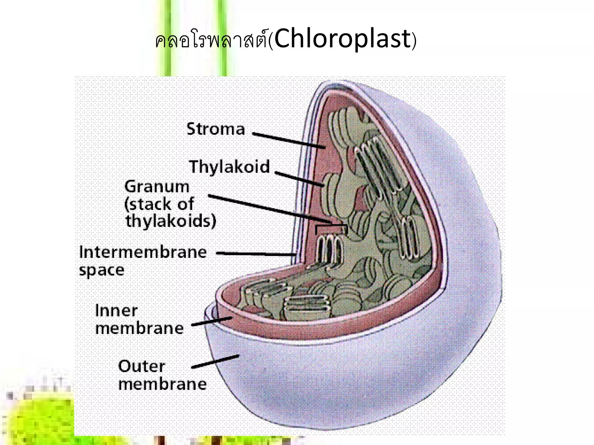 คลอโรพลาสต์(Chloroplast)
 