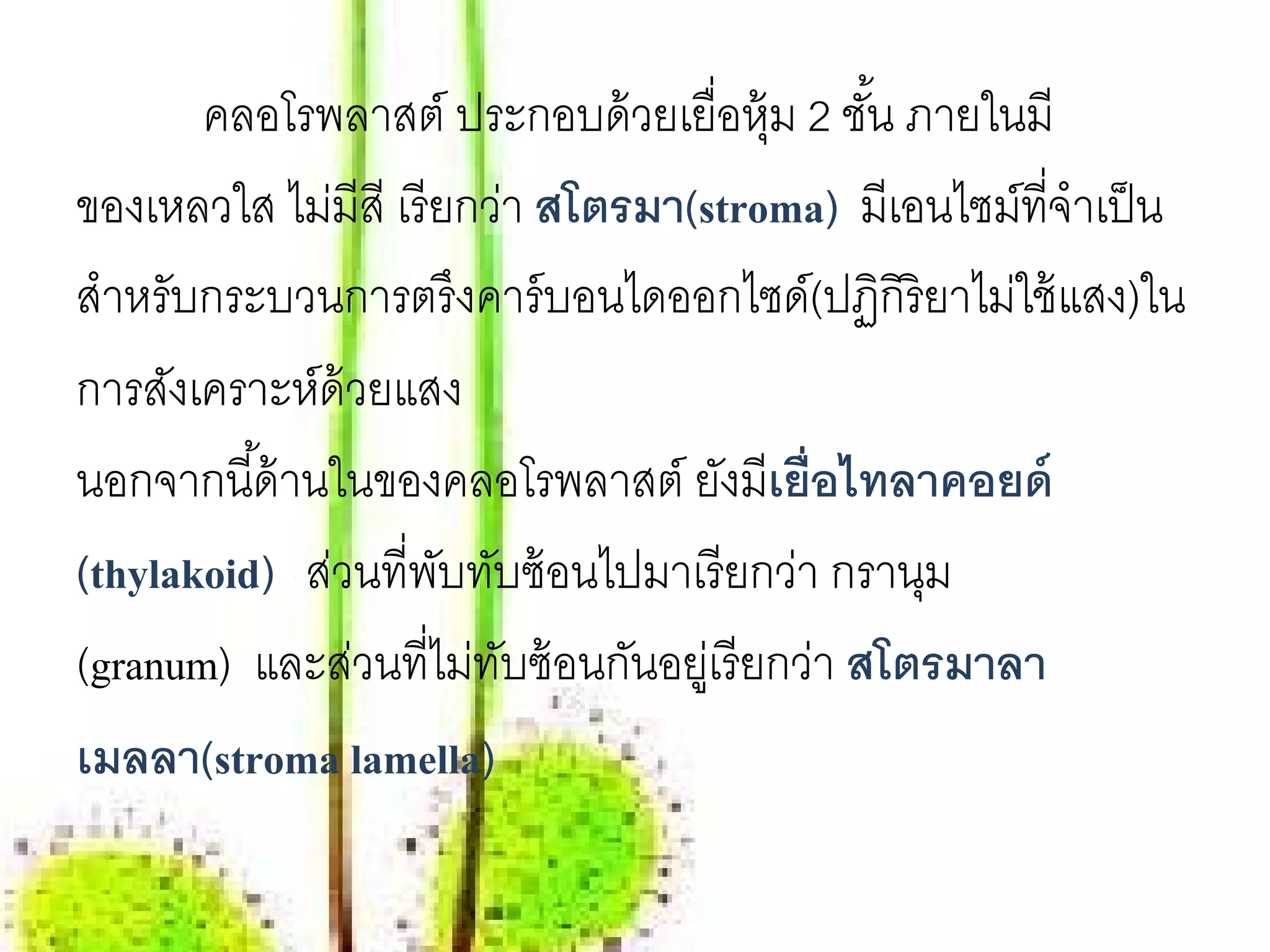 คลอโรพลาสต์ ประกอบด้ วยเยื่อหุ้ม 2 ชัน ภายในมี
                                                ้
ของเหลวใส ไม่มีสี เรี ยกว่า สโตรมา(stroma) มีเอนไซม์ที่จําเป็ น
สําหรับกระบวนการตรึงคาร์ บอนไดออกไซด์(ปฏิกิริยาไม่ใช้ แสง)ใน
การสังเคราะห์ด้วยแสง
นอกจากนี ้ด้ านในของคลอโรพลาสต์ ยงมีเยื่อไทลาคอยด์
                                      ั
(thylakoid) ส่วนที่พบทับซ้ อนไปมาเรี ยกว่า กรานุม
                      ั
(granum) และส่วนที่ไม่ทบซ้ อนกันอยูเ่ รี ยกว่า สโตรมาลา
                         ั
เมลลา(stroma lamella)
 