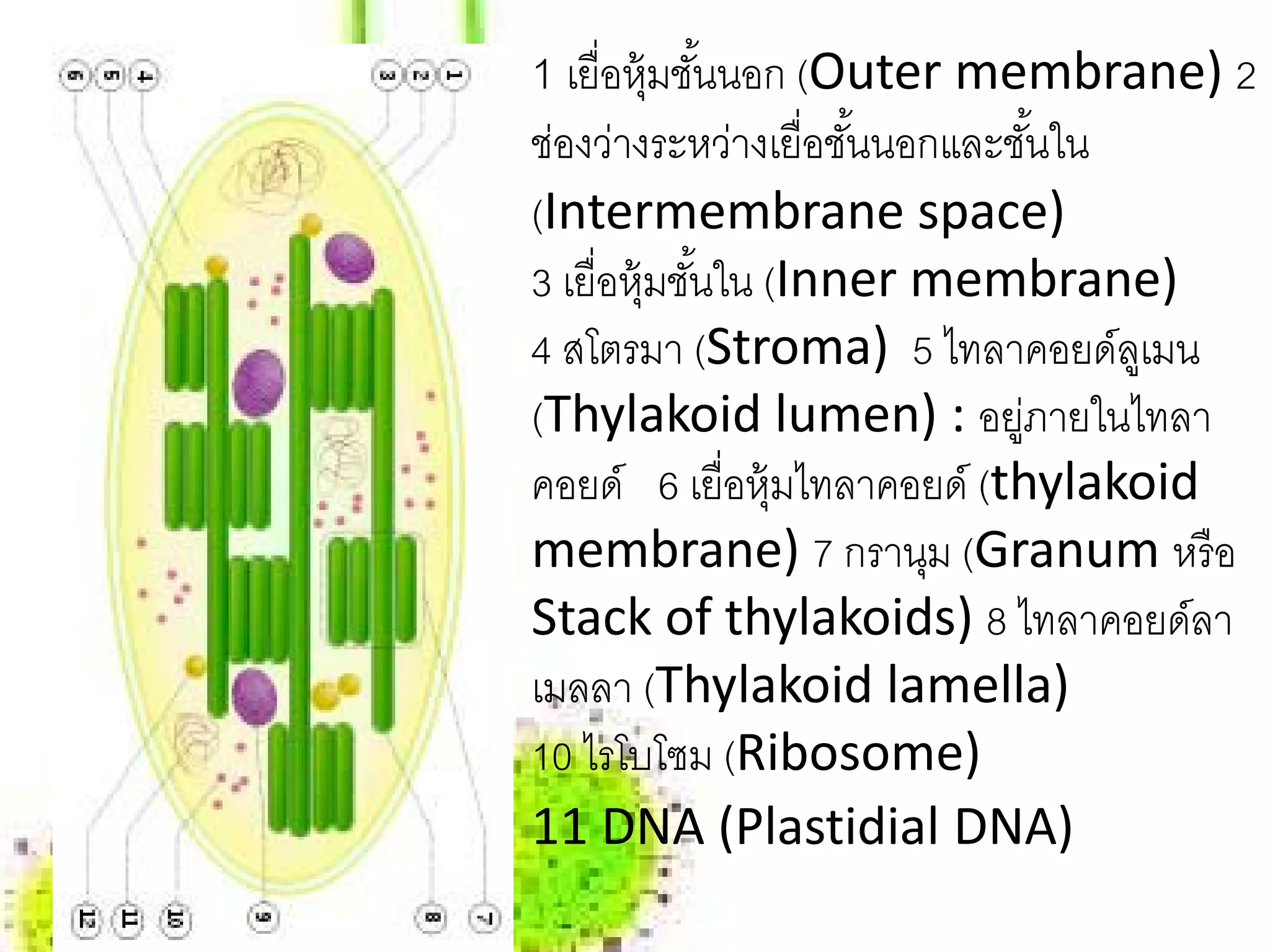 1 เยื่อหุ้มชันนอก (Outer membrane) 2
             ้
ช่องวางระหวางเยื่อชนนอกและชนใน
       ่       ่     ั้         ั้
(Intermembrane space)
3 เยื่อหุ้มชันใน (Inner membrane)
             ้
4 สโตรมา (Stroma) 5 ไทลาคอยด์ลเู มน
(Thylakoid lumen) : อยูภายในไทลา
                              ่
คอยด์ 6 เยื่อหุ้มไทลาคอยด์ (thylakoid
membrane) 7 กรานม (Granum หรือ
                        ุ
Stack of thylakoids) 8 ไทลาคอยด์ลา
เมลลา (Thylakoid lamella)
10 ไรโบโซม (Ribosome)
11 DNA (Plastidial DNA)
 