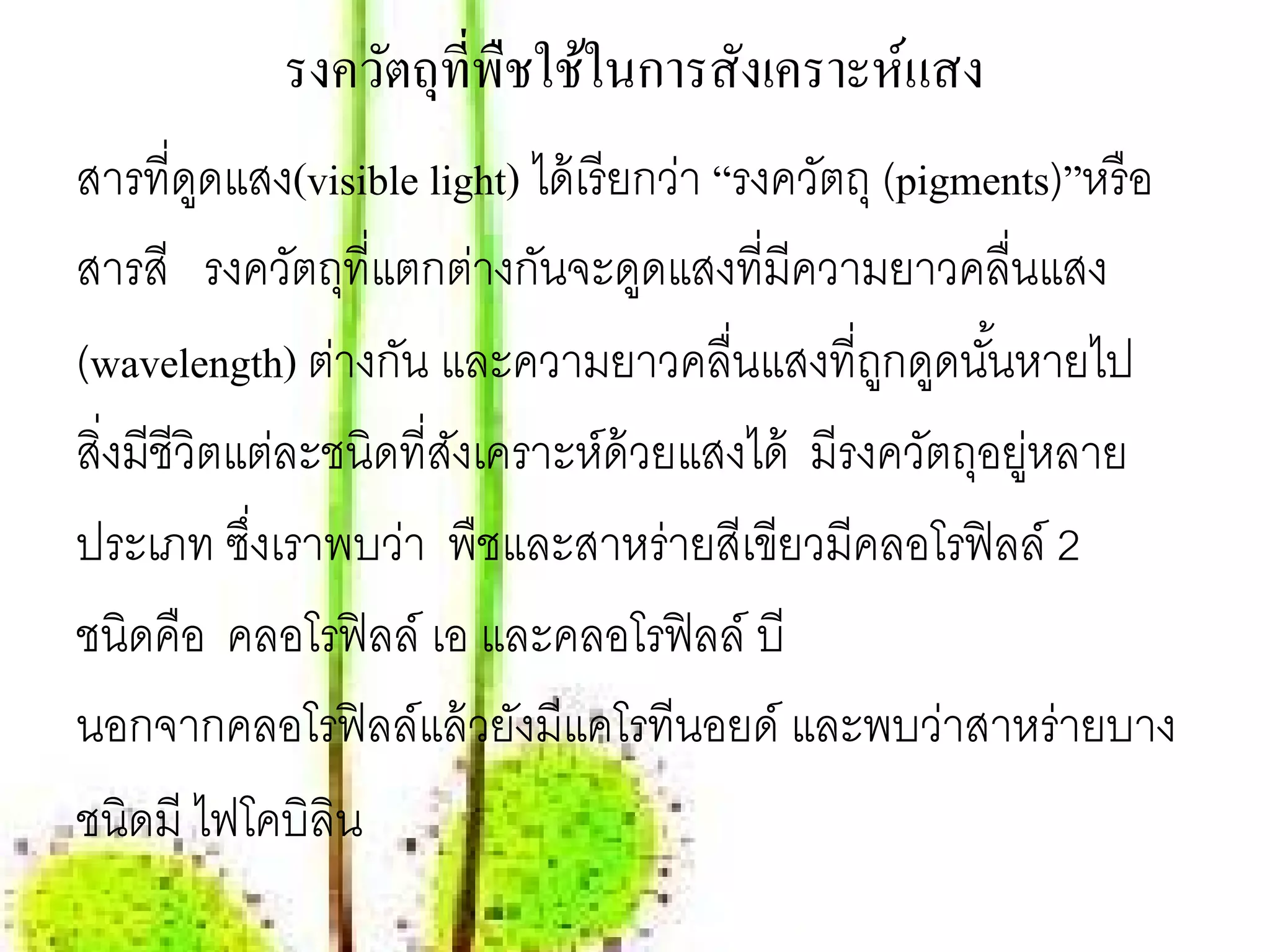 รงควัตถุที่พืชใช้ในการสังเคราะห์แสง
สารที่ดดแสง(visible light) ได้ เรี ยกว่า “รงควัตถุ (pigments)”หรื อ
          ู
สารสี รงควัตถุที่แตกต่างกันจะดูดแสงที่มีความยาวคลื่นแสง
(wavelength) ต่างกัน และความยาวคลื่นแสงที่ถกดูดนันหายไป
                                                   ู     ้
สิ่งมีชีวิตแต่ละชนิดที่สงเคราะห์ด้วยแสงได้ มีรงควัตถุอยูหลาย
                        ั                                  ่
ประเภท ซึงเราพบว่า พืชและสาหร่ายสีเขียวมีคลอโรฟิ ลล์ 2
            ่
ชนิดคือ คลอโรฟิลล์ เอ และคลอโรฟิลล์ บี
นอกจากคลอโรฟิ ลล์แล้ วยังมีแคโรทีนอยด์ และพบว่าสาหร่ายบาง
ชนิดมี ไฟโคบิลิน
 