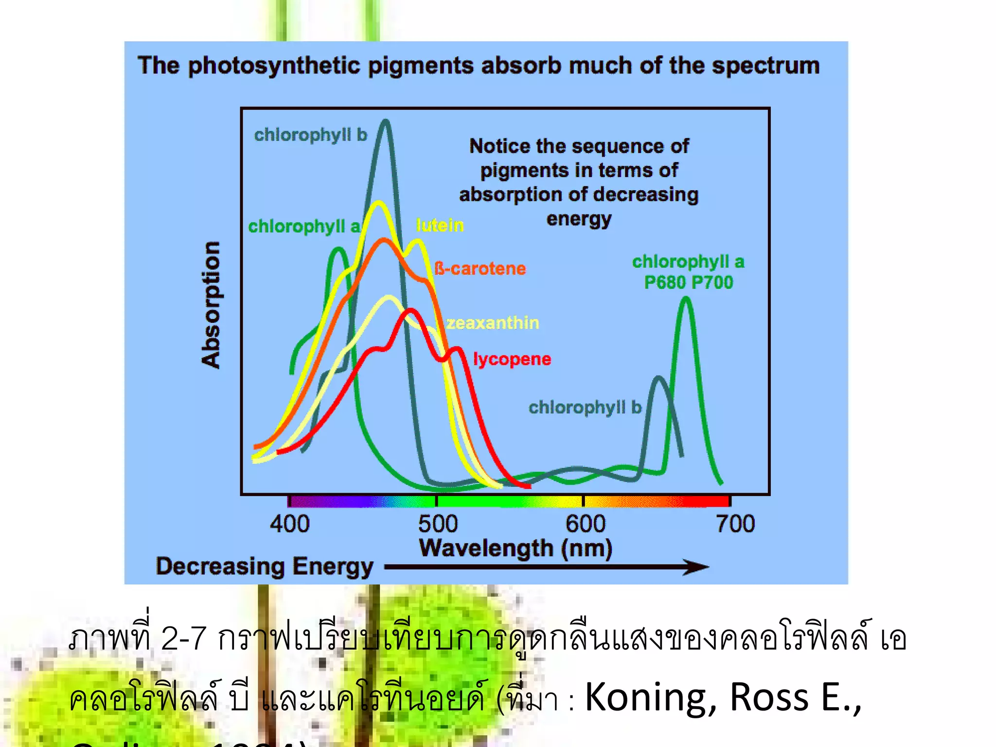 ภาพที่ 2-7 กราฟเปรี ยบเทียบการดูดกลืนแสงของคลอโรฟิ ลล์ เอ
คลอโรฟิ ลล์ บี และแคโรทีนอยด์ (ที่มา : Koning, Ross E.,
 