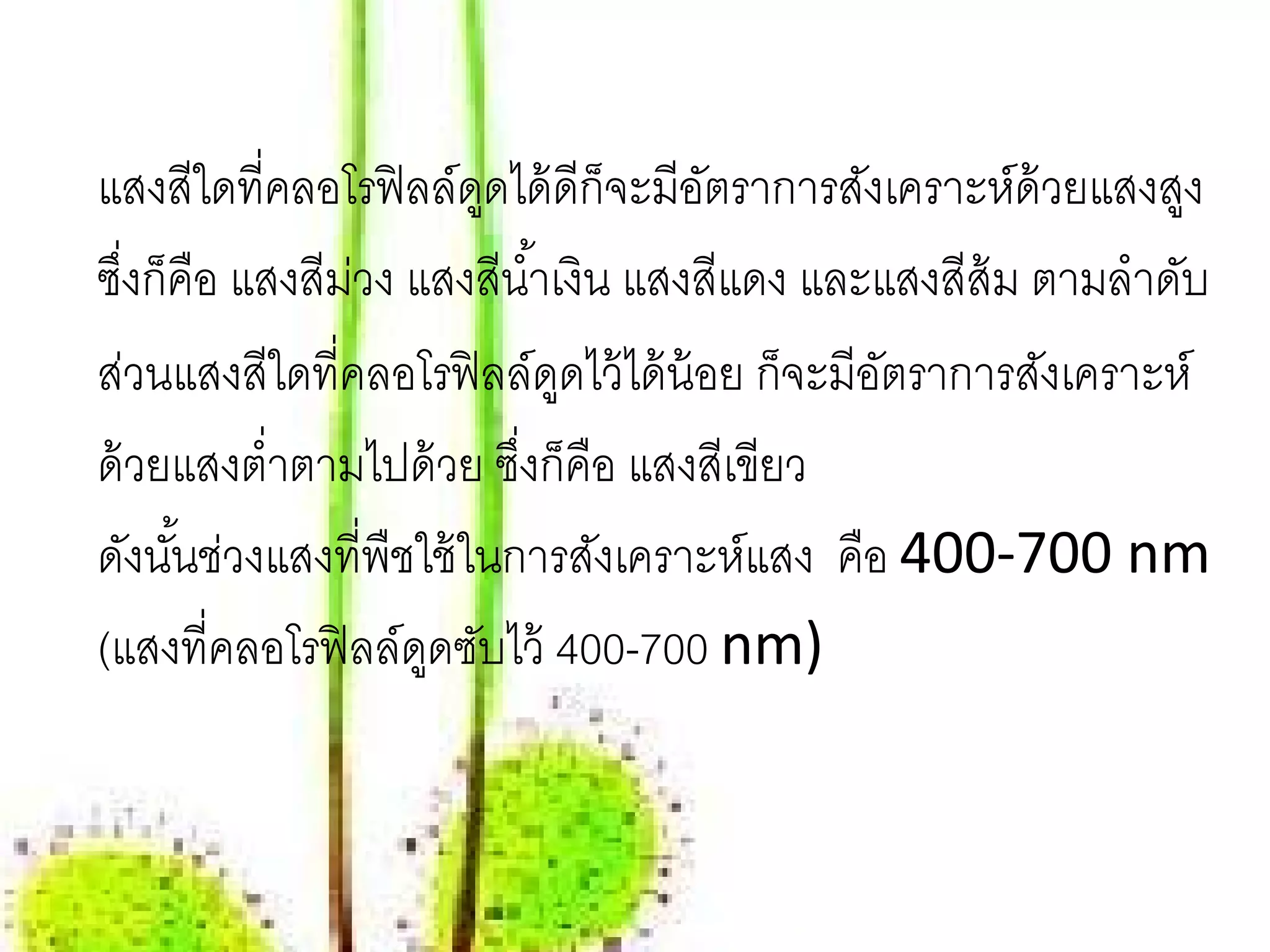 แสงสีใดที่คลอโรฟิ ลล์ดดได้ ดีก็จะมีอตราการสังเคราะห์ด้วยแสงสูง
                        ู            ั
ซึงก็คือ แสงสีมวง แสงสีนํ ้าเงิน แสงสีแดง และแสงสีส้ม ตามลําดับ
   ่           ่
ส่วนแสงสีใดที่คลอโรฟิ ลล์ดดไว้ ได้ น้อย ก็จะมีอตราการสังเคราะห์
                             ู                 ั
ด้ วยแสงตํ่าตามไปด้ วย ซึงก็คือ แสงสีเขียว
                          ่
ดังนันช่วงแสงที่พืชใช้ ในการสังเคราะห์แสง คือ 400-700 nm
     ้
(แสงที่คลอโรฟิ ลล์ดดซับไว้ 400-700 nm)
                    ู
 