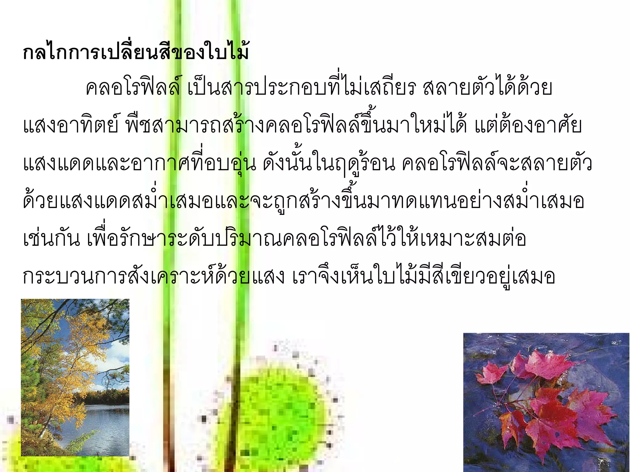 กลไกการเปลี่ยนสีของใบไม้
       คลอโรฟิลล์ เป็ นสารประกอบที่ไม่เสถียร สลายตัวได้ ด้วย
แสงอาทิตย์ พืชสามารถสร้ างคลอโรฟิ ลล์ขึ ้นมาใหม่ได้ แต่ต้องอาศัย
แสงแดดและอากาศที่อบอุน ดังนันในฤดูร้อน คลอโรฟิ ลล์จะสลายตัว
                         ่    ้
ด้ วยแสงแดดสมํ่าเสมอและจะถูกสร้ างขึ ้นมาทดแทนอย่างสมํ่าเสมอ
เชนกน เพ่ือรักษาระดบปริมาณคลอโรฟิลล์ไว้ให้เหมาะสมตอ
   ่ ั              ั                                     ่
กระบวนการสังเคราะห์ด้วยแสง เราจึงเห็นใบไม้ มีสีเขียวอยูเ่ สมอ
 