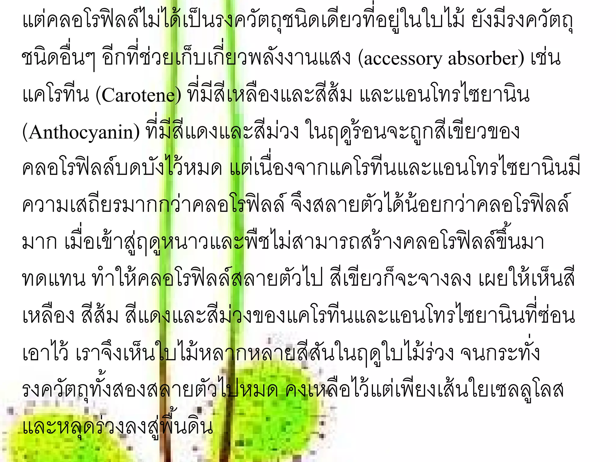 แต่คลอโรฟิ ลล์ไม่ได้ เป็ นรงควัตถุชนิดเดียวที่อยูในใบไม้ ยังมีรงควัตถุ
                                                ่
ชนิดอื่นๆ อีกที่ช่วยเก็บเกี่ยวพลังงานแสง (accessory absorber) เช่น
แคโรทีน (Carotene) ที่มีสีเหลืองและสีส้ม และแอนโทรไซยานิน
(Anthocyanin) ที่มีสีแดงและสีมวง ในฤดูร้อนจะถูกสีเขียวของ
                                 ่
คลอโรฟิ ลล์บดบังไว้ หมด แต่เนื่องจากแคโรทีนและแอนโทรไซยานินมี
ความเสถียรมากกว่าคลอโรฟิ ลล์ จึงสลายตัวได้ น้อยกว่าคลอโรฟิ ลล์
มาก เมื่อเข้ าสูฤดูหนาวและพืชไม่สามารถสร้ างคลอโรฟิ ลล์ขึ ้นมา
               ่
ทดแทน ทําให้ คลอโรฟิ ลล์สลายตัวไป สีเขียวก็จะจางลง เผยให้ เห็นสี
เหลือง สีส้ม สีแดงและสีมวงของแคโรทีนและแอนโทรไซยานินที่ซอน
                             ่                                     ่
เอาไว้ เราจึงเห็นใบไม้ หลากหลายสีสนในฤดูใบไม้ ร่วง จนกระทัง
                                      ั                          ่
รงควัตถุทงสองสลายตัวไปหมด คงเหลือไว้ แต่เพียงเส้ นใยเซลลูโลส
          ั้
และหลุดร่วงลงสูพื ้นดิน
                   ่
 