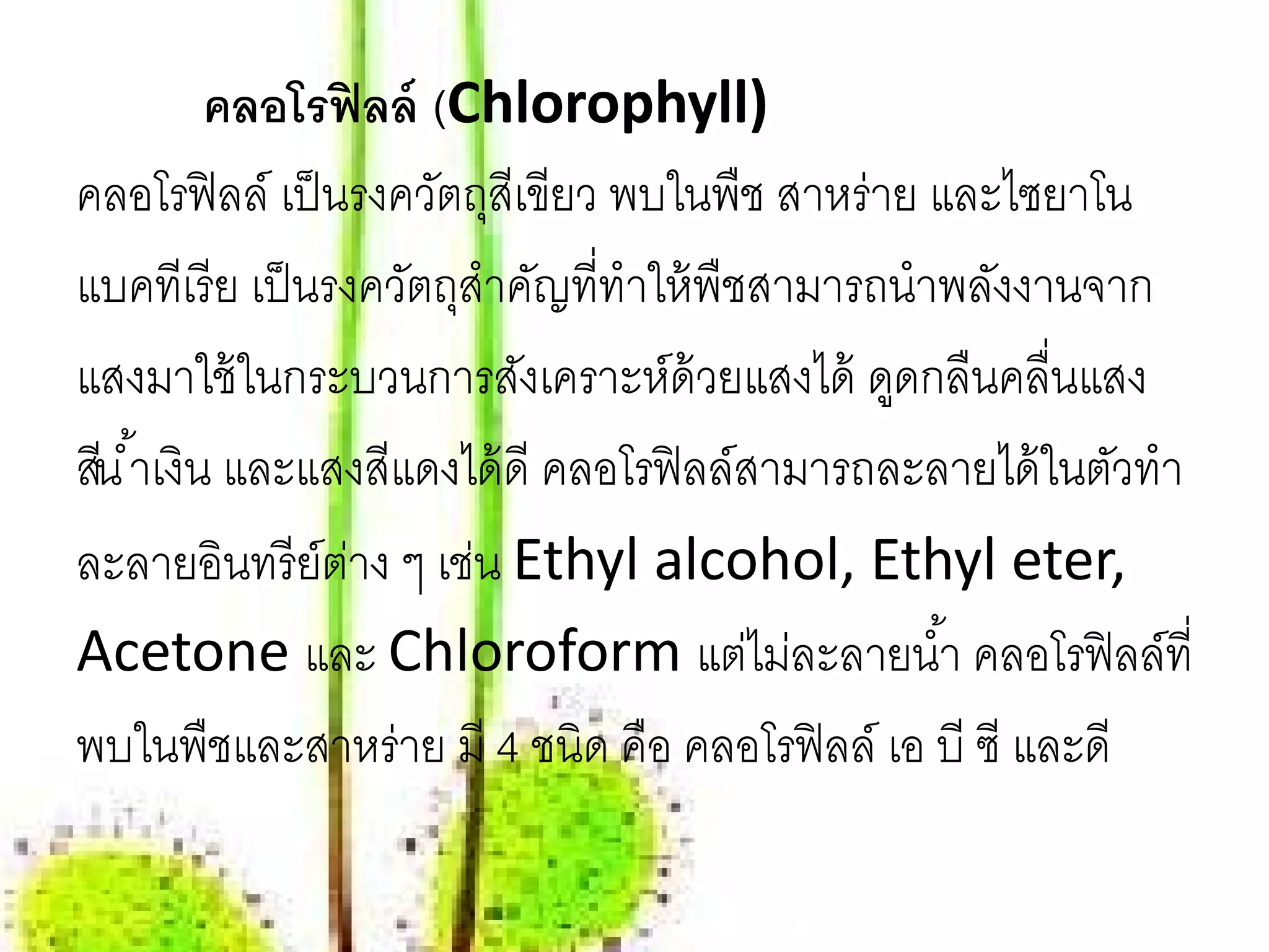 คลอโรฟิลล์ (Chlorophyll)
คลอโรฟิลล์ เป็นรงควัตถุสีเขียว พบในพืช สาหร่าย และไซยาโน
แบคทีเรี ย เป็ นรงควัตถุสําคัญที่ทําให้ พืชสามารถนําพลังงานจาก
แสงมาใช้ ในกระบวนการสังเคราะห์ด้วยแสงได้ ดูดกลืนคลื่นแสง
สีน ํ ้าเงิน และแสงสีแดงได้ ดี คลอโรฟิ ลล์สามารถละลายได้ ในตัวทํา
ละลายอินทรี ย์ตาง ๆ เช่น Ethyl alcohol, Ethyl eter,
                  ่
Acetone และ Chloroform แต่ไม่ละลายนํ ้า คลอโรฟิ ลล์ที่
พบในพืชและสาหร่าย มี 4 ชนิด คือ คลอโรฟิ ลล์ เอ บี ซี และดี
 