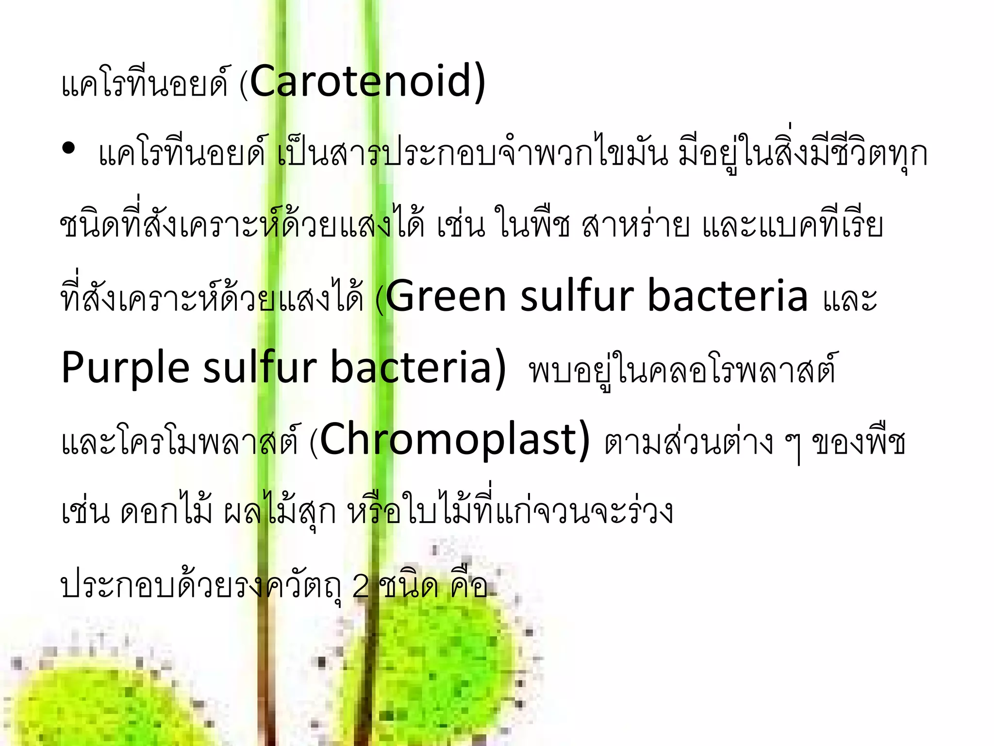 แคโรทีนอยด์ (Carotenoid)
• แคโรทีนอยด์ เป็ นสารประกอบจําพวกไขมัน มีอยูในสิ่งมีชีวิตทุก
                                                ่
ชนิดที่สงเคราะห์ด้วยแสงได้ เช่น ในพืช สาหร่าย และแบคทีเรี ย
        ั
ที่สงเคราะห์ด้วยแสงได้ (Green sulfur bacteria และ
    ั
Purple sulfur bacteria) พบอยูในคลอโรพลาสต์่
และโครโมพลาสต์ (Chromoplast) ตามส่วนต่าง ๆ ของพืช
เช่น ดอกไม้ ผลไม้ สก หรื อใบไม้ ที่แก่จวนจะร่วง
                   ุ
ประกอบด้ วยรงควัตถุ 2 ชนิด คือ
 