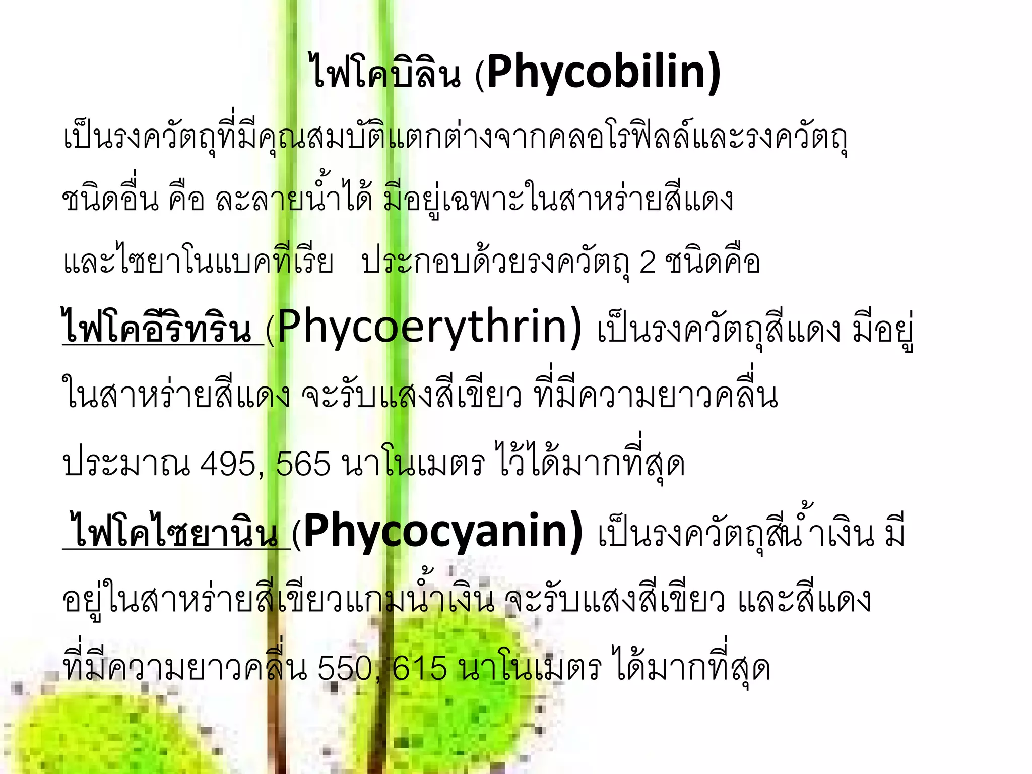 ไฟโคบิลน (Phycobilin)
                       ิ
เป็ นรงควตถท่ีมีคณสมบตแตกตางจากคลอโรฟิลล์และรงควตถุ
          ั ุ ุ          ัิ         ่                ั
ชนิดอื่น คือ ละลายนํ ้าได้ มีอยเู่ ฉพาะในสาหร่ายสแดง
                                                 ี
และไซยาโนแบคทีเรี ย ประกอบด้ วยรงควตถุ 2 ชนิดคือ
                                           ั
ไฟโคอีริทริน (Phycoerythrin) เป็ นรงควัตถุสีแดง มีอยู่
ในสาหร่ายสีแดง จะรับแสงสีเขียว ที่มีความยาวคลื่น
ประมาณ 495, 565 นาโนเมตร ไว้ ได้ มากที่สด  ุ
 ไฟโคไซยานิน (Phycocyanin) เป็ นรงควัตถุสีน ํ ้าเงิน มี
อยูในสาหร่ายสีเขียวแกมนํ ้าเงิน จะรับแสงสีเขียว และสีแดง
    ่
ที่มีความยาวคลื่น 550, 615 นาโนเมตร ได้ มากที่สด ุ
 