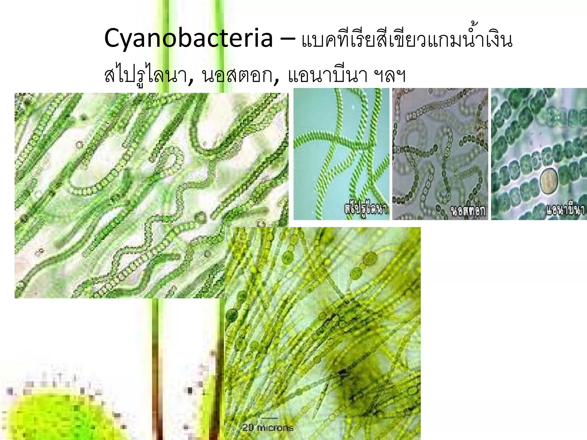 Cyanobacteria – แบคทีเรี ยสีเขียวแกมนํ ้าเงิน
สไปรูไลนา, นอสตอก, แอนาบีนา ฯลฯ
 