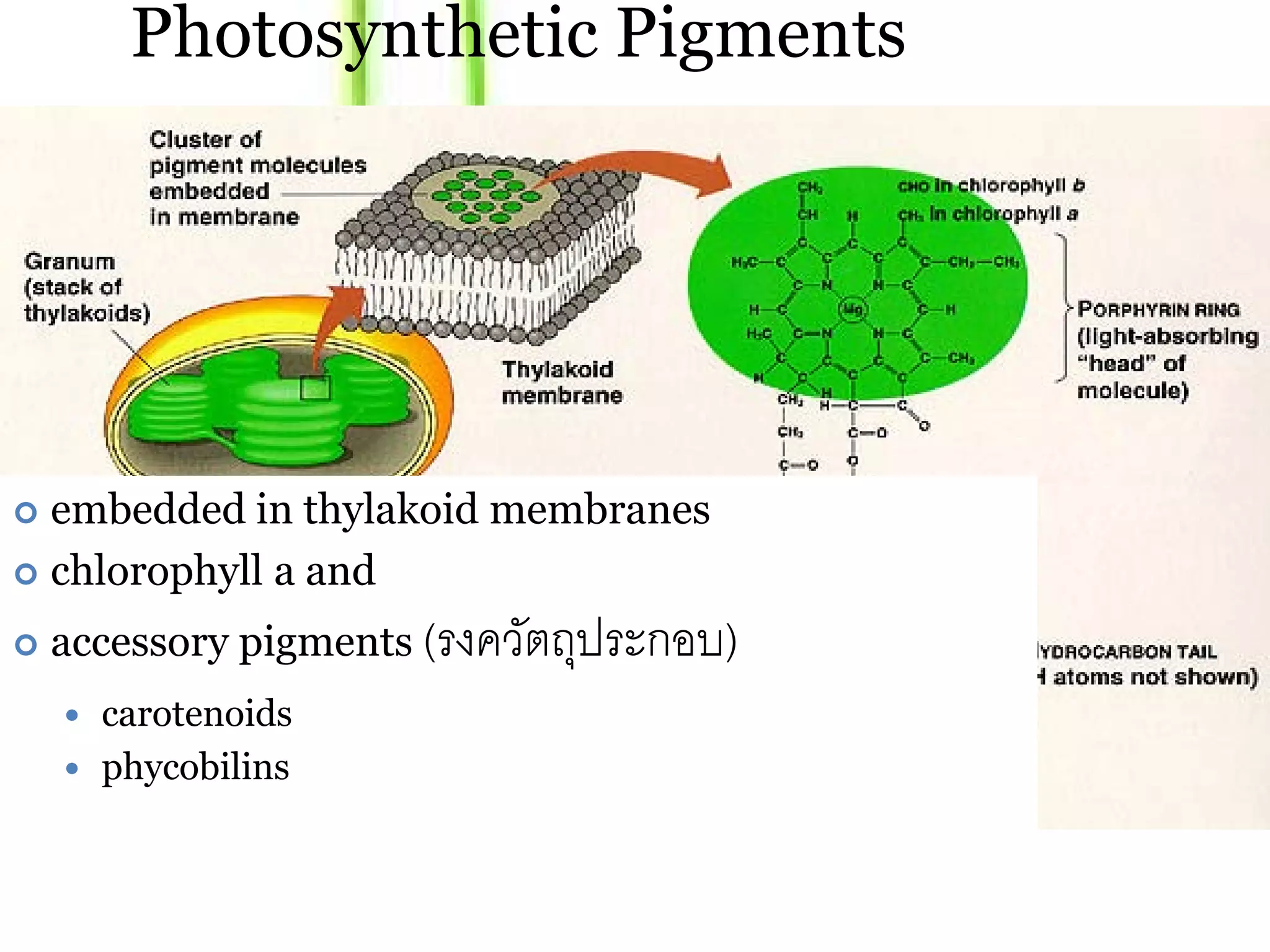 Photosynthetic Pigments




 embedded in thylakoid membranes
 chlorophyll a and

   accessory pigments (รงควตถประกอบ)
                            ั ุ
     carotenoids
     phycobilins
 