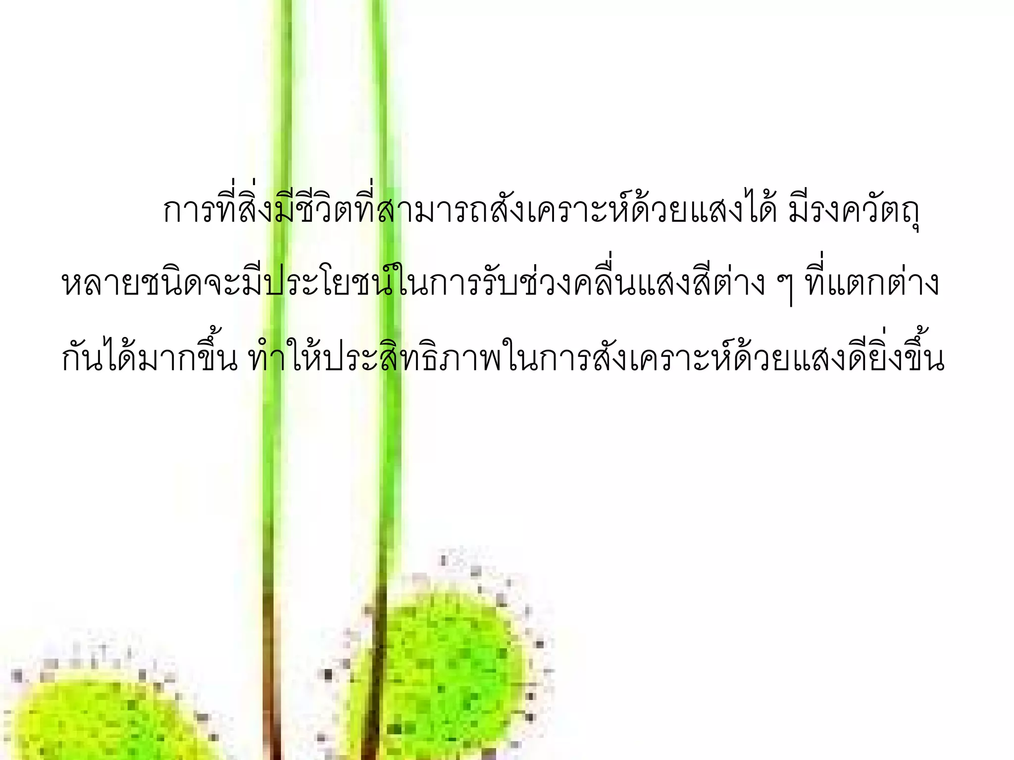 การที่สิ่งมีชีวิตที่สามารถสังเคราะห์ด้วยแสงได้ มีรงควัตถุ
หลายชนิดจะมีประโยชน์ในการรับช่วงคลื่นแสงสีตาง ๆ ที่แตกต่าง
                                                  ่
กันได้ มากขึ ้น ทําให้ ประสิทธิภาพในการสังเคราะห์ด้วยแสงดียิ่งขึ ้น
 