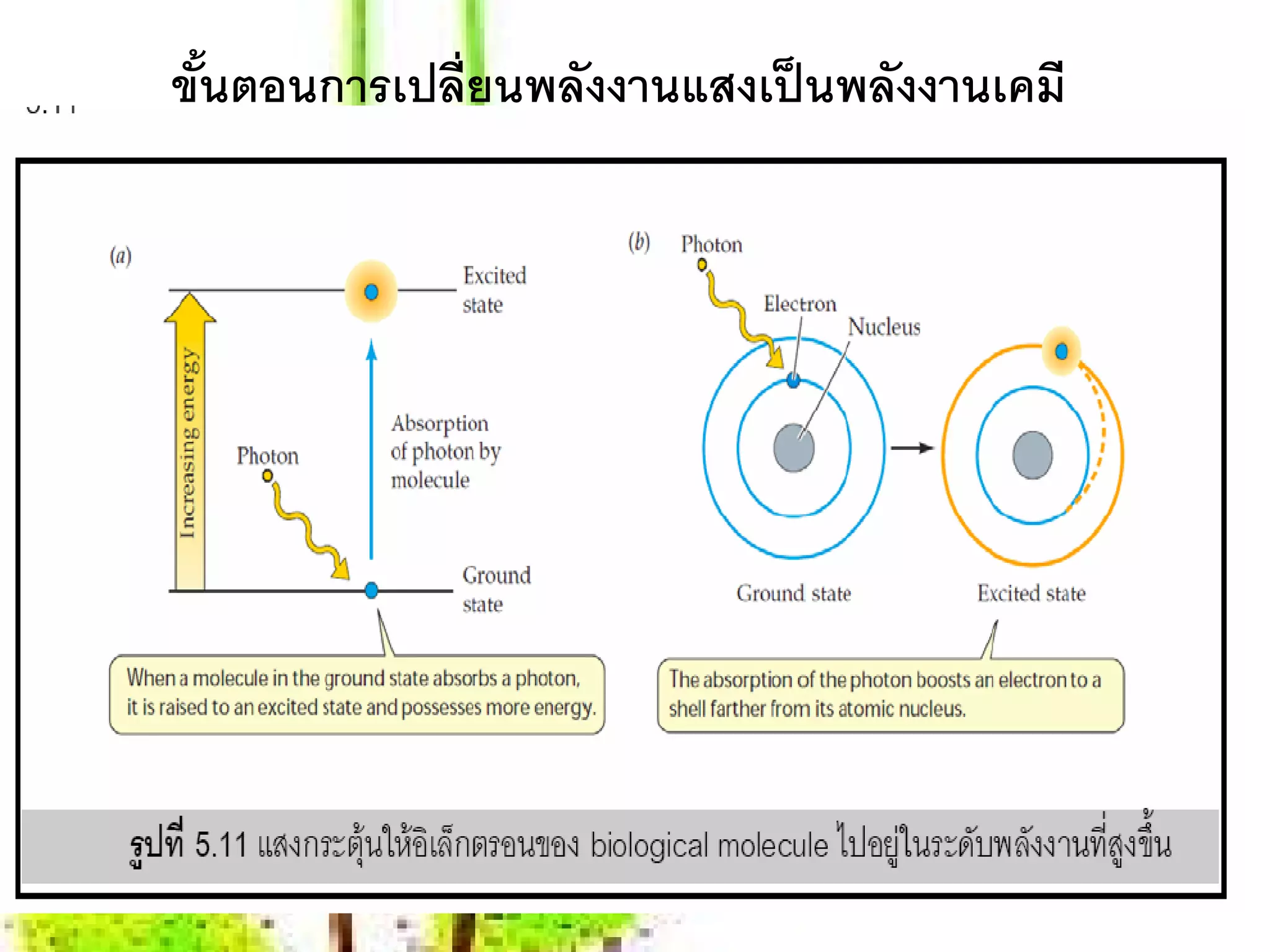 ขันตอนการเปลี่ยนพลังงานแสงเป็ นพลังงานเคมี
  ้
 