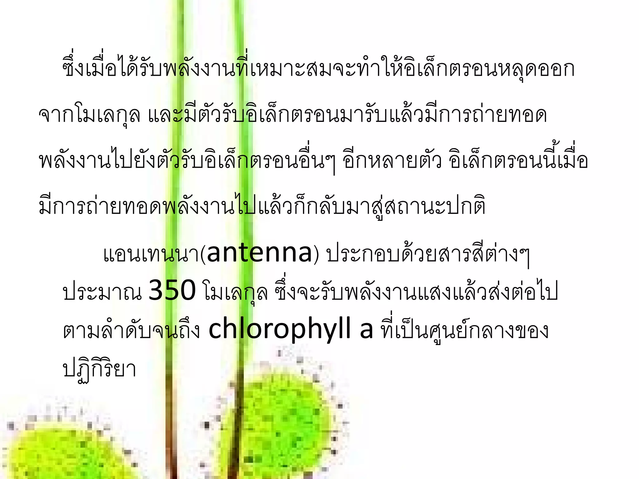 ซึงเมื่อได้ รับพลังงานที่เหมาะสมจะทําให้ อิเล็กตรอนหลุดออก
     ่
จากโมเลกุล และมีตวรับอิเล็กตรอนมารับแล้ วมีการถ่ายทอด
                       ั
พลังงานไปยังตัวรับอิเล็กตรอนอื่นๆ อีกหลายตัว อิเล็กตรอนนี ้เมื่อ
มีการถ่ายทอดพลังงานไปแล้ วก็กลับมาสูสถานะปกติ
                                        ่
        แอนเทนนา(antenna) ประกอบด้ วยสารสีตางๆ        ่
   ประมาณ 350 โมเลกุล ซึงจะรับพลังงานแสงแล้ วส่งต่อไป
                               ่
   ตามลําดับจนถึง chlorophyll a ที่เป็ นศูนย์กลางของ
   ปฏิกิริยา
 