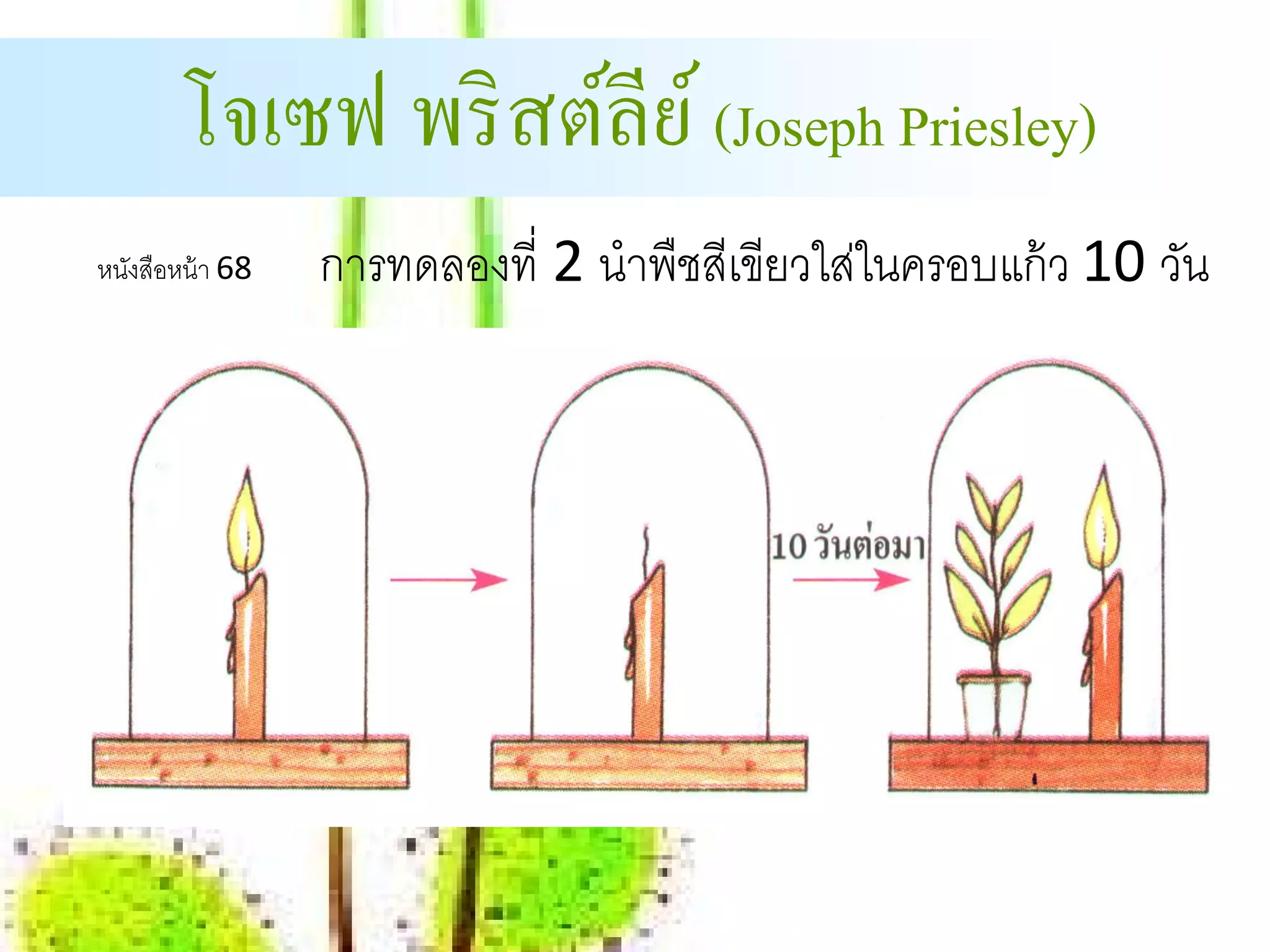 โจเซฟ พริ สต์ลีย ์ (Joseph Priesley)
หนงสือหน้า 68
  ั             การทดลองที่ 2 นําพืชสีเขียวใส่ในครอบแก้ ว 10 วัน
 