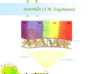 เองเกลมน (T.W. Engelmann)
       ั
 