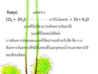 ข้อสรุป           แสงสว่าง
CO2 + 2H2S                      คาร์ โบไฮเดรต + 2S + H2O
             แบคทีเรี ยที่สามารถสังเคราะห์แสงได้
                (แบคทีรีโอคลอโรฟิ ลล์)
การสังเคราะห์แสงของแบคทีเรี ยน่าจะคล้ ายกับพืช คือ การ
สังเคราะห์แสงของพืชมีขนตอนที่โมเลกุลของนํ ้าจะแยกสลายให้
                        ั้
ออกซเิ จนอสระ
           ิ
 