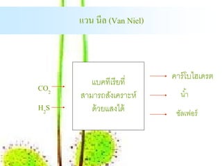แวน นีล (Van Niel)



                           คาร์ โบไฮเดรต
         แบคทีเรี ยที่
CO2
      สามารถสังเคราะห์       นํ ้า
H2S      ด้ วยแสงได้        ซัลเฟอร์
 