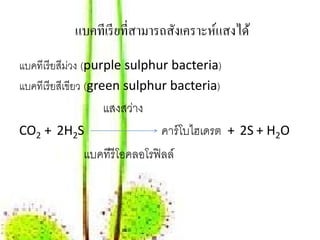 แบคทีเรี ยที่สามารถสังเคราะห์แสงได้
แบคทีเรี ยสีมวง (purple sulphur bacteria)
              ่
แบคทีเรี ยสีเขียว (green sulphur bacteria)
                 แสงสว่าง
CO2 + 2H2S                   คาร์ โบไฮเดรต + 2S + H2O
             แบคทีรีโอคลอโรฟิลล์
 