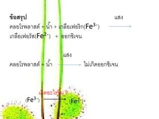ข้อสรุป                                               แสง
คลอโรพลาสต์ + นํ ้า + เกลอเฟอริก(Fe3+)
                         ื
เกลือเฟอรัส(Fe2+) + ออกซิเจน

                        แสง
คลอโรพลาสต์ + นํ ้า                    ไมเ่ กิดออกซเิ จน


            เกิดอะไรขึ ้น ?
       (Fe3+)                 (Fe2+)
 