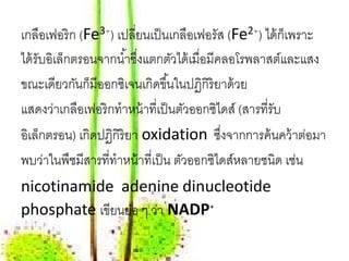 เกลือเฟอริ ก (Fe3+) เปลียนเป็ นเกลือเฟอรัส (Fe2+) ได้ ก็เพราะ
                          ่
ได้ รับอิเล็กตรอนจากนํ ้าซึงแตกตัวได้ เมื่อมีคลอโรพลาสต์และแสง
                            ่
ขณะเดียวกันก็มีออกซิเจนเกิดขึ ้นในปฏิกิริยาด้ วย
แสดงว่าเกลอเฟอริกทําหน้ าที่เป็ นตัวออกซิไดส์ (สารที่รับ
              ื
อเลกตรอน) เกิดปฏิกิริยา oxidation ซึงจากการค้ นคว้ าต่อมา
 ิ ็                                          ่
พบว่าในพืชมีสารที่ทําหน้ าที่เป็ น ตัวออกซิไดส์หลายชนิด เช่น
nicotinamide adenine dinucleotide
phosphate เขียนย่อ ๆ ว่า NADP+
 
