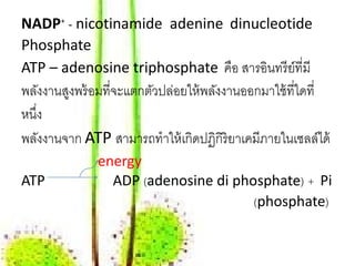 NADP+ - nicotinamide adenine dinucleotide
Phosphate
ATP – adenosine triphosphate คือ สารอินทรี ย์ที่มี
พลังงานสูงพร้ อมที่จะแตกตัวปล่อยให้ พลังงานออกมาใช้ ที่ใดที่
หน่ง
   ึ
พลังงานจาก ATP สามารถทําให้ เกิดปฏิกิริยาเคมีภายในเซลล์ได้
              energy
ATP             ADP (adenosine di phosphate) + Pi
                                     (phosphate)
 