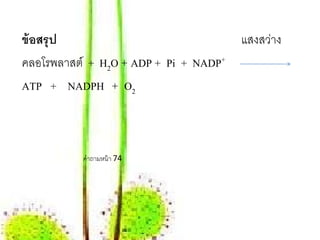 ข้อสรุป                              แสงสว่าง
คลอโรพลาสต์ + H2O + ADP + Pi + NADP+
ATP + NADPH + O2



          คําถามหน้ า 74
 