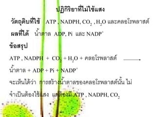 ปฏิกริยาที่ไม่ ใช้ แสง
                            ิ
วัตถุดบที่ใช้ ATP , NADPH, CO2 , H2O และคลอโรพลาสต์
        ิ
ผลที่ได้ นํ ้าตาล ADP, Pi และ NADP+
ข้อสรุป
ATP , NADPH + CO2 + H2O + คลอโรพลาสต์
นํ ้าตาล + ADP + Pi + NADP+
จะเห็นได้ วา การสร้างนํ ้าตาลของคลอโรพลาสต์นน ไม่
             ่                                  ั้
จําเป็ นต้ องใช้ แสง แต่ต้องมี ATP , NADPH, CO2
 