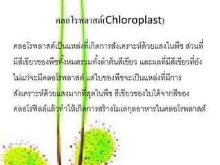 คลอโรพลาสต์(Chloroplast)

คลอโรพลาสต์เป็ นแหล่งที่เกิดการสังเคราะห์ด้วยแสงในพืช ส่วนที่
มีสีเขียวของพืชทังหมดรวมทังลําต้ นสีเขียว และผลที่มีสีเขียวที่ยง
                  ้           ้                                ั
ไม่แก่จะมีคลอโรพลาสต์ แต่ใบของพืชจะเป็ นแหล่งที่มีการ
สังเคราะห์ด้วยแสงมากที่สดในพืช สีเขียวของใบได้ จากสีของ
                            ุ
คลอโรฟิ ลล์แล้ วทําให้ เกิดการสร้ างโมเลกุลอาหารในคลอโรพลาสต์
 