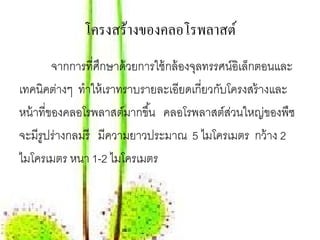 โครงสร้างของคลอโรพลาสต์
         จากการที่ศกษาด้ วยการใช้ กล้ องจลทรรศน์อเิ ล็กตอนและ
                   ึ                     ุ
เทคนิคต่างๆ ทําให้ เราทราบรายละเอียดเกี่ยวกับโครงสร้ างและ
หน้ าที่ของคลอโรพลาสต์มากขึ ้น คลอโรพลาสต์สวนใหญ่ของพืช
                                               ่
จะมีรูปร่างกลมรี มีความยาวประมาณ 5 ไมโครเมตร กว้ าง 2
ไมโครเมตร หนา 1-2 ไมโครเมตร
 