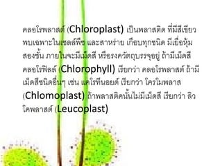 คลอโรพลาสต์ (Chloroplast) เป็ นพลาสติด ที่มีสีเขียว
พบเฉพาะในเซลล์พืช และสาหร่าย เกือบทุกชนิด มีเยื่อหุ้ม
สองชัน ภายในจะมีเม็ดสี หรื อรงควตถบรรจอยู่ ถ้ามีเมดสี
      ้                            ั ุ ุ            ็
คลอโรฟิลล์ (Chlorophyll) เรี ยกว่า คลอโรพลาสต์ ถ้ามี
เม็ดสีชนิดอืนๆ เช่น แคโรทีนอยด์ เรี ยกว่า โครโมพลาส
            ่
(Chlomoplast) ถ้าพลาสติคนันไม่มีเม็ดสี เรี ยกว่า ลิว
                                     ้
โคพลาสต์ (Leucoplast)
 