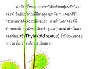 รงควัตถุทงหมดและคลอโรฟิ ลล์จะอยูบนเยื่อไทลา
                ั้                           ่
คอยด์ ซงเป็นบริเวณที่มีการดดรับพลงงานแสงมาใช้ใน
       ึ่                     ู        ั
กระบวนการสงเคราะห์ด้วยแสง ภายในไทลาคอยด์มี
            ั
ลักษณะคล้ ายถุงมีช่อง เรี ยกว่า ลเู มน (lumen) หรือ ไทลา
คอยด์สเปสช์ (Thylakoid space) ซงมีของเหลวอยู่
                                ึ่
ภายใน ที่ประกอบด้ วยเอนไซม์ตางๆ
                            ่
 