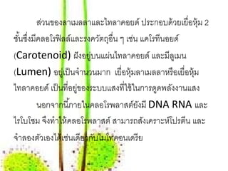 ส่วนของลาเมลลาและไทลาคอยด์ ประกอบด้ วยเยื่อหุ้ม 2
ชันซึงมีคลอโรฟิ ลล์และรงควัตถุอื่น ๆ เช่น แคโรทีนอยด์
  ้ ่
(Carotenoid) ฝั งอยูบนแผ่นไทลาคอยด์ และมีลเู มน
                         ่
(Lumen) อยูเ่ ป็ นจํานวนมาก เยื่อหุ้มลาเมลลาหรือเย่ือห้ ม
                                                        ุ
ไทลาคอยด์ เป็ นที่อยูของระบบแสงที่ใช้ ในการดูดพลังงานแสง
                     ่
        นอกจากนี ้ภายในคลอโรพลาสต์ยงมี DNA RNA และ
                                         ั
ไรโบโซม จึงทําให้ คลอโรพลาสต์ สามารถสังเคราะห์โปรตีน และ
จําลองตัวเองได้ เช่นเดียวกับไมโทคอนเดรีย
 
