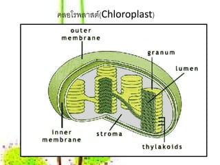 คลอโรพลาสต์(Chloroplast)
 