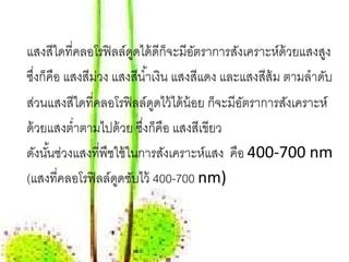 แสงสีใดที่คลอโรฟิ ลล์ดดได้ ดีก็จะมีอตราการสังเคราะห์ด้วยแสงสูง
                        ู            ั
ซึงก็คือ แสงสีมวง แสงสีนํ ้าเงิน แสงสีแดง และแสงสีส้ม ตามลําดับ
   ่           ่
ส่วนแสงสีใดที่คลอโรฟิ ลล์ดดไว้ ได้ น้อย ก็จะมีอตราการสังเคราะห์
                             ู                 ั
ด้ วยแสงตํ่าตามไปด้ วย ซึงก็คือ แสงสีเขียว
                          ่
ดังนันช่วงแสงที่พืชใช้ ในการสังเคราะห์แสง คือ 400-700 nm
     ้
(แสงที่คลอโรฟิ ลล์ดดซับไว้ 400-700 nm)
                    ู
 