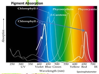 Pigment Absorption




                     Spectrophotometer
 