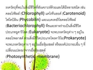 รงควัตถุที่พบในสิ่งมีชีวตที่สงเคราะห์ด้วยแสงได้ มีหลายชนิด เช่น
                        ิ ั
คลอโรฟิลล์ (Chlorophyll) แคโรทีนอยด์ (Carotenoid)
ไฟโคบิลิน (Phycobilin) และแบคเทอริโอคลอโรฟิลล์
(Bacteriochlorophyll) พืชและสาหร่ายเป็ นสิ่งมีชีวิต
ประเภทยูคาริ โอต (Eukaryote) จะพบรงควัตถุตาง ๆ อยูใน่      ่
คลอโรพลาสต์ ส่วนสิ่งมีชีวิตประเภทโพรคาริ โอ(Prokaryote)
จะพบรงควัตถุตาง ๆ อยูในเยื่อหุ้มเซลล์ หรื อองค์ประกอบอืน ๆ ที่
               ่         ่                               ่
เปลียนแปลงมาจากเยื่อหุ้มเซลล์
    ่
(Photosynthetic membrane)
 
