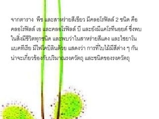 จากตาราง พืช และสาหร่ายสีเขียว มีคลอโรฟิ ลล์ 2 ชนิด คอ      ื
คลอโรฟิ ลล์ เอ และคลอโรฟิ ลล์ บี และยังมีแคโรทีนอยด์ ซึงพบ่
ในสิ่งมีชีวิตทุกชนิด และพบว่าในสาหร่ายสีแดง และไซยาโน
แบคทีเรี ย มีไฟโคบิลินด้ วย แสดงว่า การที่ใบไม้ มีสีตาง ๆ กัน
                                                     ่
น่าจะเกี่ยวข้ องกับปริ มาณรงควัตถุ และชนิดของรงควัตถุ
 