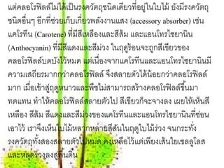 แต่คลอโรฟิ ลล์ไม่ได้ เป็ นรงควัตถุชนิดเดียวที่อยูในใบไม้ ยังมีรงควัตถุ
                                                ่
ชนิดอื่นๆ อีกที่ช่วยเก็บเกี่ยวพลังงานแสง (accessory absorber) เช่น
แคโรทีน (Carotene) ที่มีสีเหลืองและสีส้ม และแอนโทรไซยานิน
(Anthocyanin) ที่มีสีแดงและสีมวง ในฤดูร้อนจะถูกสีเขียวของ
                                 ่
คลอโรฟิ ลล์บดบังไว้ หมด แต่เนื่องจากแคโรทีนและแอนโทรไซยานินมี
ความเสถียรมากกว่าคลอโรฟิ ลล์ จึงสลายตัวได้ น้อยกว่าคลอโรฟิ ลล์
มาก เมื่อเข้ าสูฤดูหนาวและพืชไม่สามารถสร้ างคลอโรฟิ ลล์ขึ ้นมา
               ่
ทดแทน ทําให้ คลอโรฟิ ลล์สลายตัวไป สีเขียวก็จะจางลง เผยให้ เห็นสี
เหลือง สีส้ม สีแดงและสีมวงของแคโรทีนและแอนโทรไซยานินที่ซอน
                             ่                                     ่
เอาไว้ เราจึงเห็นใบไม้ หลากหลายสีสนในฤดูใบไม้ ร่วง จนกระทัง
                                      ั                          ่
รงควัตถุทงสองสลายตัวไปหมด คงเหลือไว้ แต่เพียงเส้ นใยเซลลูโลส
          ั้
และหลุดร่วงลงสูพื ้นดิน
                   ่
 