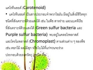 แคโรทีนอยด์ (Carotenoid)
• แคโรทีนอยด์ เป็ นสารประกอบจําพวกไขมัน มีอยูในสิ่งมีชีวิตทุก
                                                ่
ชนิดที่สงเคราะห์ด้วยแสงได้ เช่น ในพืช สาหร่าย และแบคทีเรี ย
        ั
ที่สงเคราะห์ด้วยแสงได้ (Green sulfur bacteria และ
    ั
Purple sulfur bacteria) พบอยูในคลอโรพลาสต์่
และโครโมพลาสต์ (Chromoplast) ตามส่วนต่าง ๆ ของพืช
เช่น ดอกไม้ ผลไม้ สก หรื อใบไม้ ที่แก่จวนจะร่วง
                   ุ
ประกอบด้ วยรงควัตถุ 2 ชนิด คือ
 