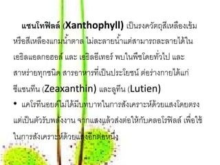 แซนโทฟิ ลล์ (Xanthophyll) เป็ นรงควัตถุสีเหลืองเข้ ม
หรื อสีเหลืองแกมนํ ้าตาล ไม่ละลายนํ ้าแต่สามารถละลายได้ ใน
เอธิลแอลกอฮอล์ และ เอธิลอีเทอร์ พบในพืชโดยทัวไป และ
                                               ่
สาหร่ายทุกชนิด สารอาหารที่เป็ นประโยชน์ ต่อร่างกายได้ แก่
ซีแซนทีน (Zeaxanthin) และลูทีน (Lutien)
• แคโรทีนอยด์ไม่ได้ มีบทบาทในการสังเคราะห์ด้วยแสงโดยตรง
แต่เป็ นตัวรับพลังงาน จากแสงแล้ วส่งต่อให้ กบคลอโรฟิ ลล์ เพื่อใช้
                                            ั
ในการสังเคราะห์ด้วยแสงอีกต่อหนึง ่
 