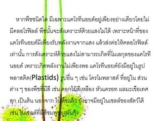 หากพืชชนิดใด มีเฉพาะแคโรทีนอยด์อยูเ่ พียงอย่างเดียวโดยไม่
มีคลอโรฟิ ลล์ พืชนันจะสังเคราะห์ด้วยแสงไม่ได้ เพราะหน้ าที่ของ
                    ้
แคโรทีนอยด์มีเพียงรับพลังงานจากแสง แล้ วส่งต่อให้ คลอโรฟิ ลล์
เท่านัน การสังเคราะห์ด้วยแสงไม่สามารถเกิดที่โมเลกุลของแคโรที
      ้
นอยด์ เพราะเกิดพลังงานไม่เพียงพอ แคโรทีนอยด์ยงมีอยในรูป
                                                    ั   ู่
พลาสติด(Plastids) รูปอน ๆ เชน โครโมพลาสต์ ท่ีอยใน สวน
                             ่ื      ่                ู่ ่
ต่าง ๆ ของพืชที่มีสี เช่น ดอกไม้ สีเหลือง หัวแครอท ผลมะเขือเทศ
สุก เป็ นต้ น นอกจาก ในพืชแล้ ว ยังอาจมีอยูในเซลล์ของสัตว์ได้
                                             ่
เช่น ในเซลล์ที่มีสีชมพูของมันกุ้ง
 