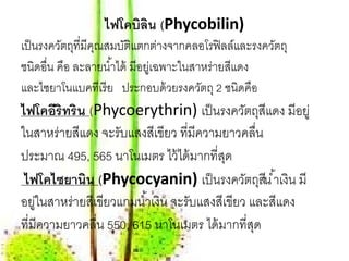 ไฟโคบิลน (Phycobilin)
                       ิ
เป็ นรงควตถท่ีมีคณสมบตแตกตางจากคลอโรฟิลล์และรงควตถุ
          ั ุ ุ          ัิ         ่                ั
ชนิดอื่น คือ ละลายนํ ้าได้ มีอยเู่ ฉพาะในสาหร่ายสแดง
                                                 ี
และไซยาโนแบคทีเรี ย ประกอบด้ วยรงควตถุ 2 ชนิดคือ
                                           ั
ไฟโคอีริทริน (Phycoerythrin) เป็ นรงควัตถุสีแดง มีอยู่
ในสาหร่ายสีแดง จะรับแสงสีเขียว ที่มีความยาวคลื่น
ประมาณ 495, 565 นาโนเมตร ไว้ ได้ มากที่สด  ุ
 ไฟโคไซยานิน (Phycocyanin) เป็ นรงควัตถุสีน ํ ้าเงิน มี
อยูในสาหร่ายสีเขียวแกมนํ ้าเงิน จะรับแสงสีเขียว และสีแดง
    ่
ที่มีความยาวคลื่น 550, 615 นาโนเมตร ได้ มากที่สด ุ
 
