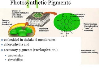 Photosynthetic Pigments




 embedded in thylakoid membranes
 chlorophyll a and

   accessory pigments (รงควตถประกอบ)
                            ั ุ
     carotenoids
     phycobilins
 